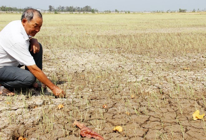 Saline intrusion affects rice production in Soc Trang - ảnh 1