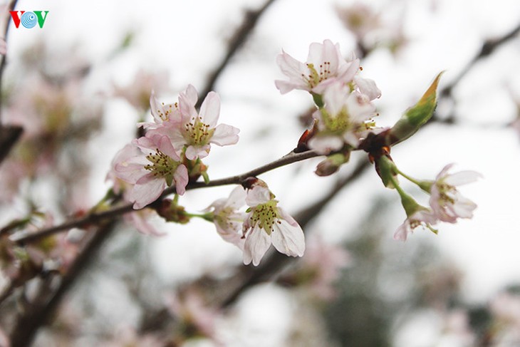 Cherry blossom trees in Hanoi - ảnh 4