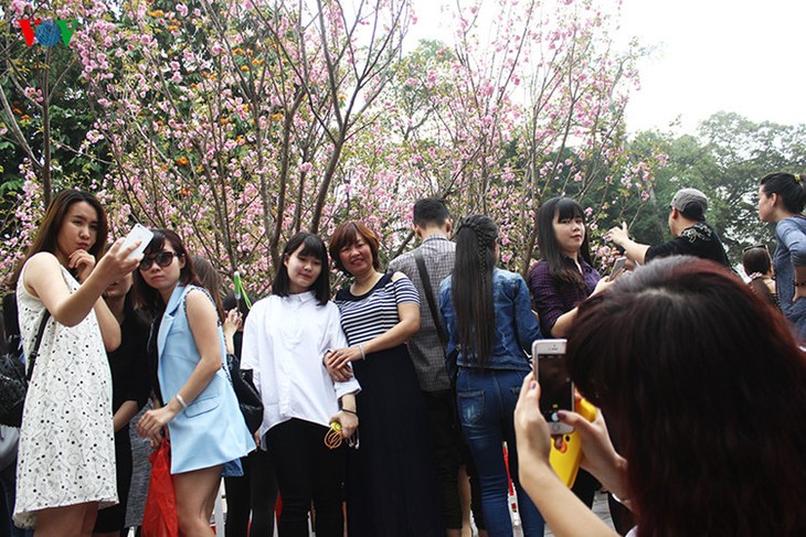 Cherry blossom trees in Hanoi - ảnh 1