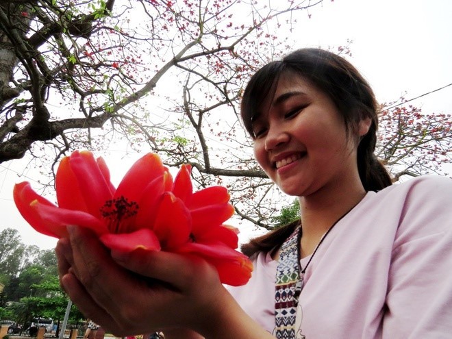 Red silk cotton trees in full bloom in Do Son  - ảnh 11