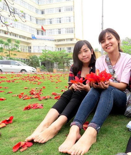 Red silk cotton trees in full bloom in Do Son  - ảnh 12