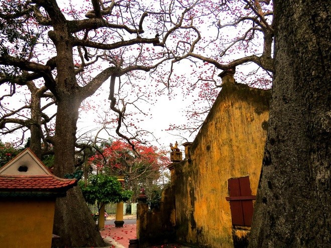 Red silk cotton trees in full bloom in Do Son  - ảnh 3