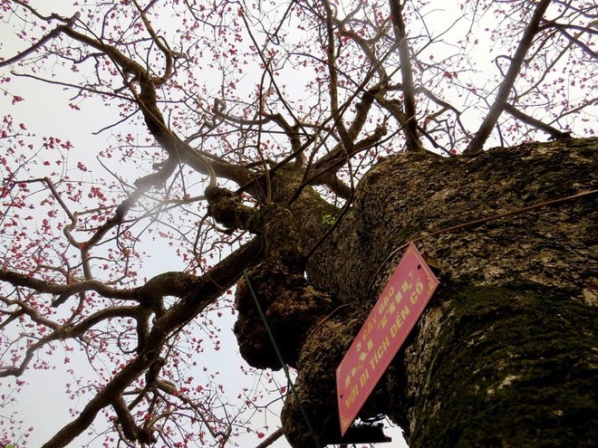 Red silk cotton trees in full bloom in Do Son  - ảnh 4