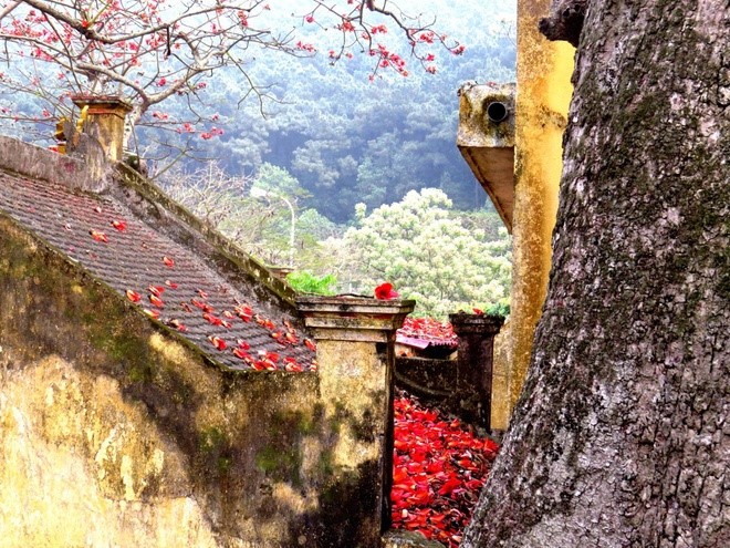 Red silk cotton trees in full bloom in Do Son  - ảnh 6