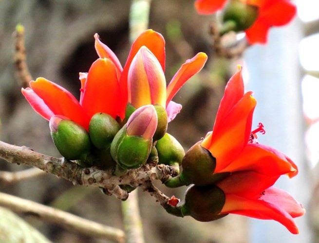 Red silk cotton trees in full bloom in Do Son  - ảnh 7