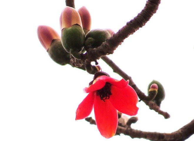 Red silk cotton trees in full bloom in Do Son  - ảnh 8