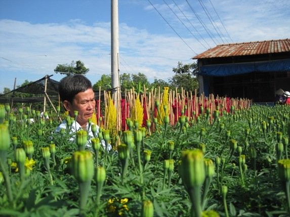 Improved business climate lures investors to Dong Thap  - ảnh 1