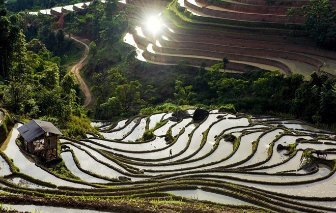 Hoang Su Phi terraced fields in rainy season - ảnh 5