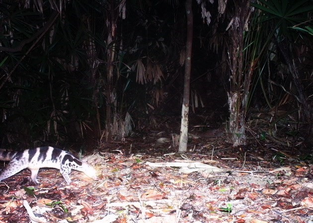 Many globally endangered species discovered in Phong Dien Nature Reserve - ảnh 1