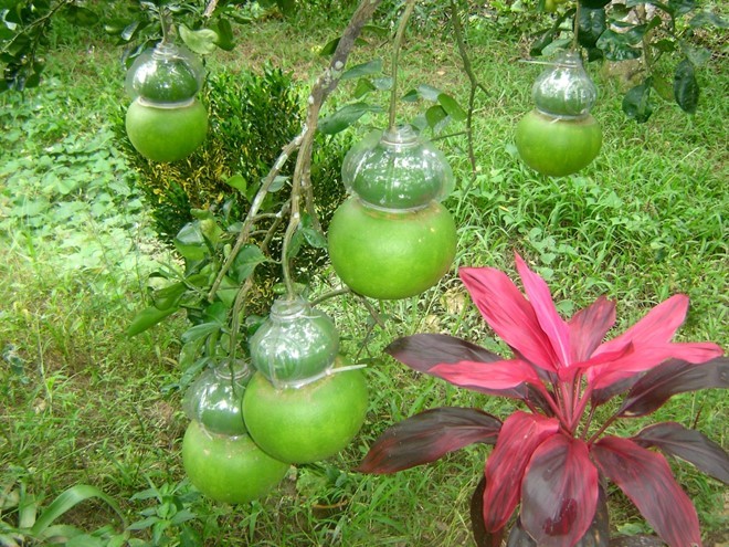 Shaping fruits for New Year Celebration - ảnh 2