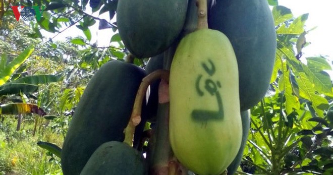 Shaping fruits for New Year Celebration - ảnh 3