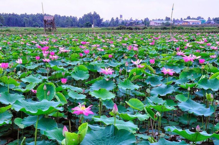 Visiting flower villages in Dong Thap Muoi - ảnh 1