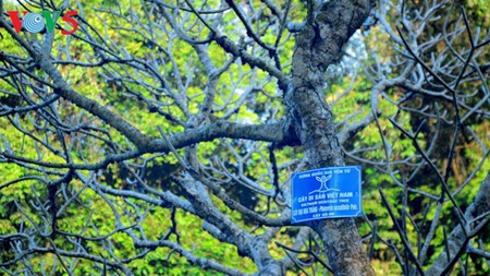 Yen Tu Mountain, a sacred and peaceful Buddhist sanctuary - ảnh 16