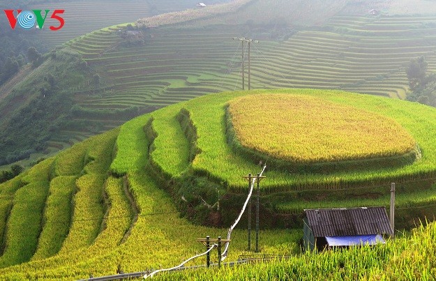 Yen Bai ready for Mu Cang Chai tourism festival - ảnh 1