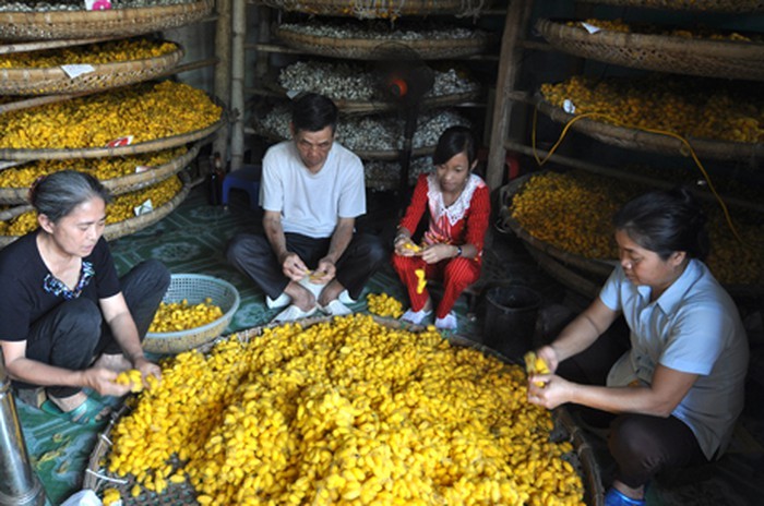 Mulberry farming and sericulture developed in Thanh Hoa province - ảnh 2