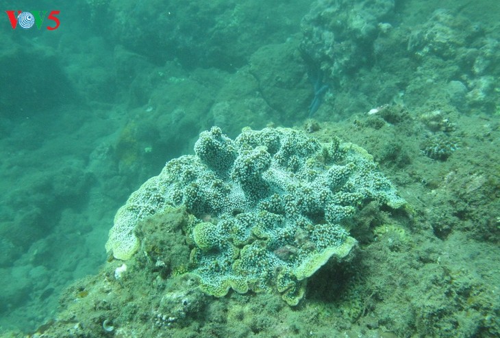 Coral reefs revived on Cham Islands  - ảnh 2