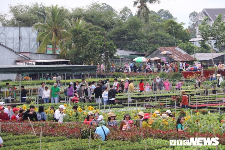 Flower villages busy for Tet  - ảnh 2