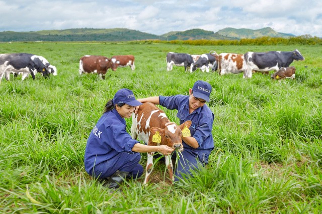 Vinamilk on the way to develop Vietnam’s dairy industry - ảnh 1