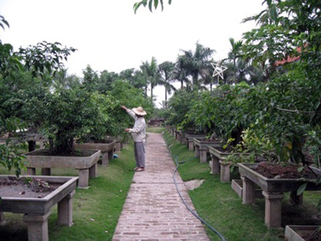 Vi Khe ornamental tree village - ảnh 1