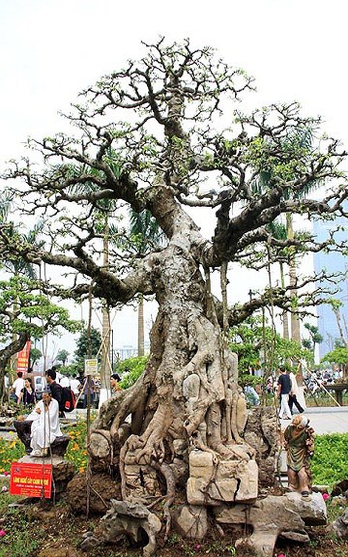 Vi Khe ornamental tree village - ảnh 2