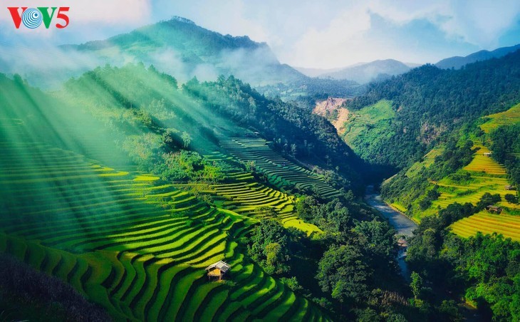 Bright yellow Mu Cang Chai in the harvest season - ảnh 1