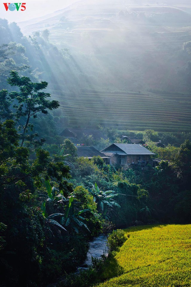 Bright yellow Mu Cang Chai in the harvest season - ảnh 4