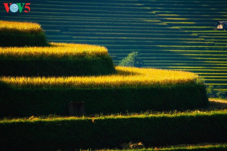 Bright yellow Mu Cang Chai in the harvest season - ảnh 7