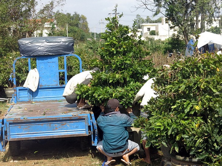 Nhon An apricot villages busy for Tet - ảnh 4