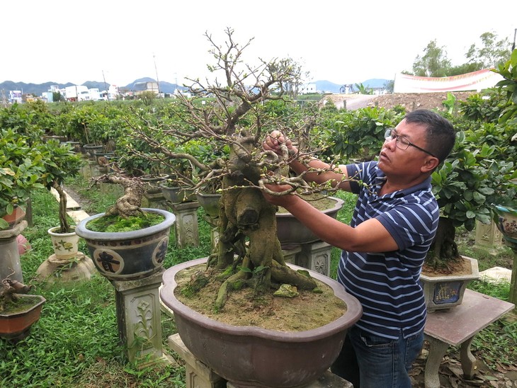 Nhon An apricot villages busy for Tet - ảnh 3