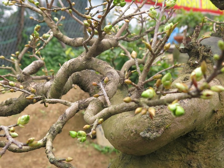 Nhon An apricot villages busy for Tet - ảnh 2