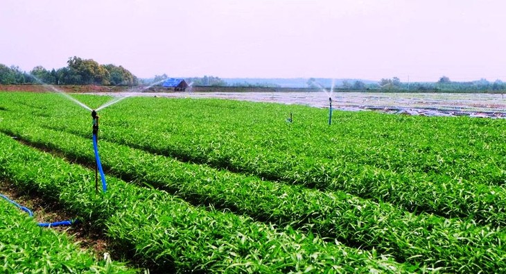 Hanoi’s farmers sell their products via supply chains  - ảnh 2