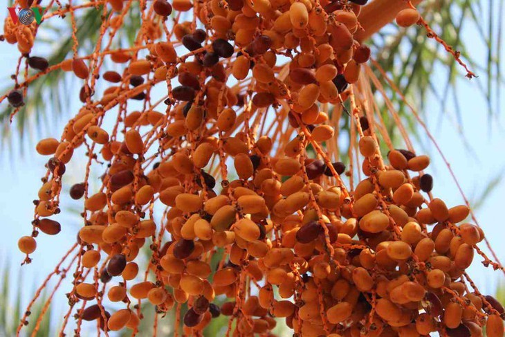 Biggest date palm garden in the Vietnam’s southwestern region - ảnh 9