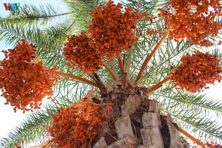 Biggest date palm garden in the Vietnam’s southwestern region - ảnh 11