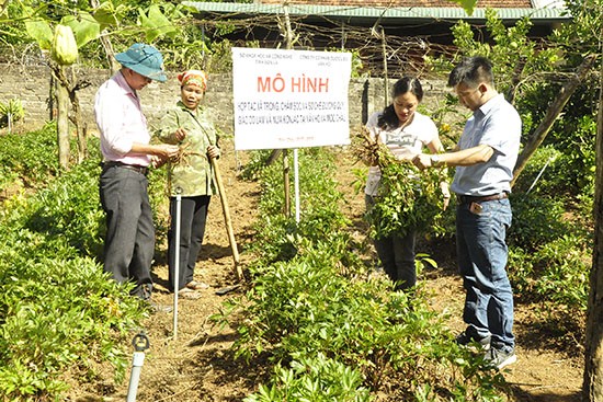 Son La grows medicinal plants sustainably - ảnh 1