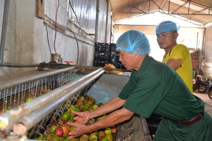 War invalids contribute to Son La province’s agricultural, rural economic restructuring - ảnh 1