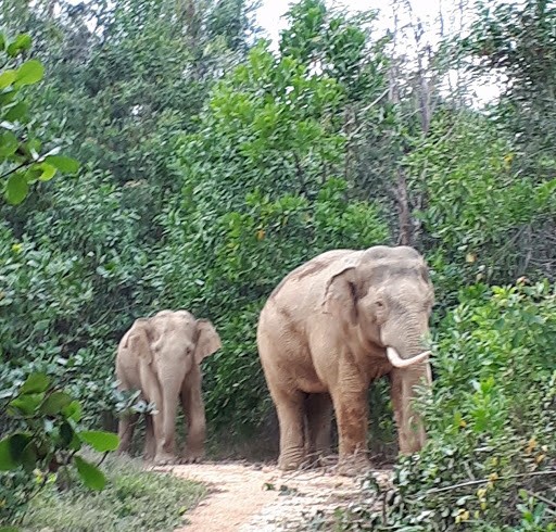 Vietnam protects elephants - ảnh 1