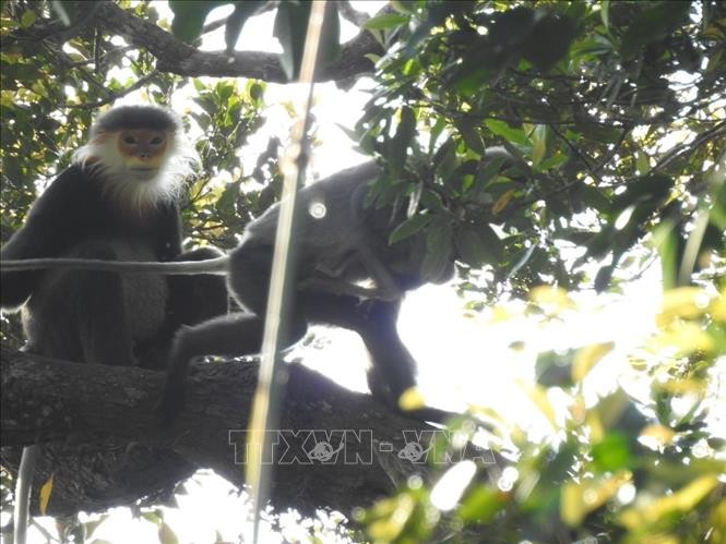 Vietnam hailed for strides in protecting people, biodiversity - ảnh 1