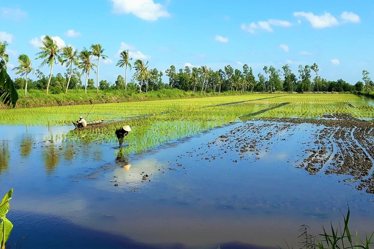 Ca Mau develops safe rice brand  - ảnh 1