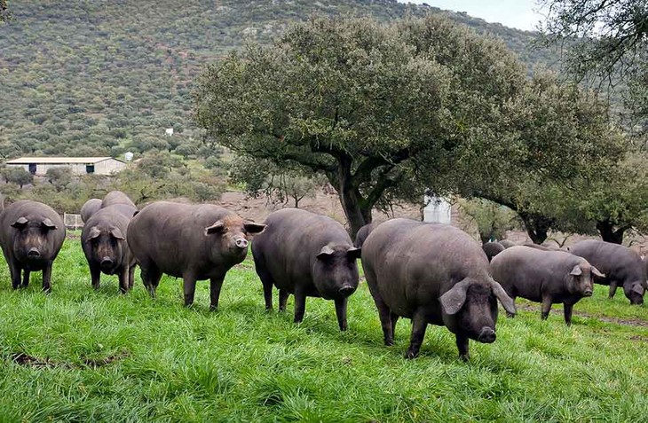 Spanish Iberian ham, the world's most expensive cured meat - ảnh 2