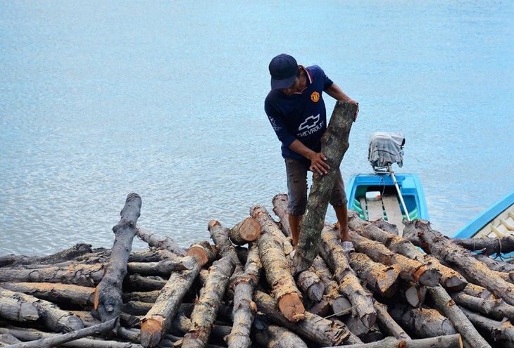 Mangrove trees help farmers in Ca Mau escape poverty - ảnh 2