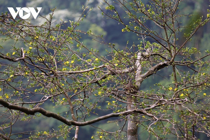 Yellow apricot blossoms in sacred Yen Tu mountain - ảnh 10