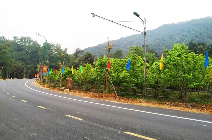 Yellow apricot blossoms in sacred Yen Tu mountain - ảnh 3