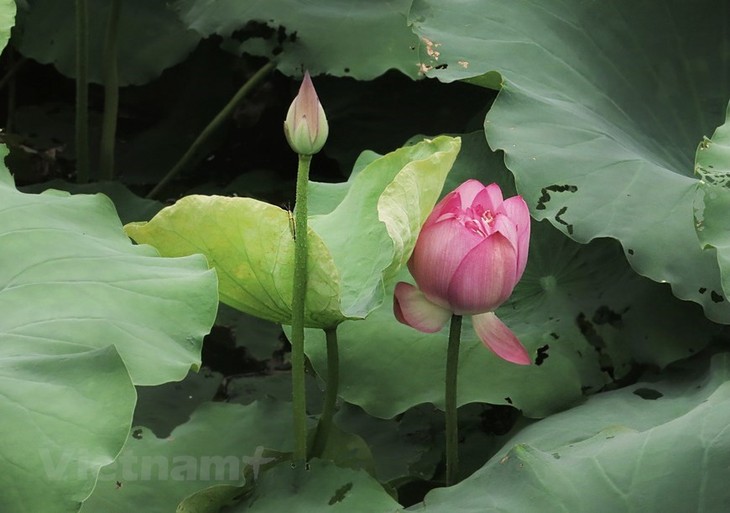 Lotus scented tea, a special treat of summer - ảnh 1