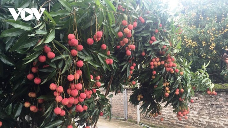 Online portal sells Bac Giang lychees - ảnh 1