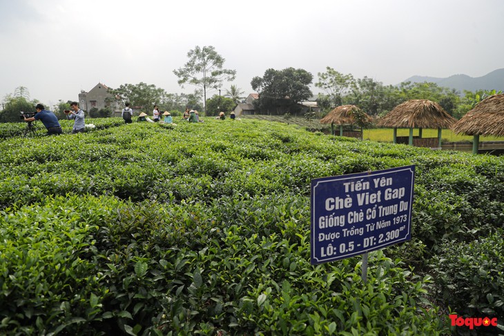 Thai Nguyen combines Tan Cuong tea promotion and tourism development - ảnh 1