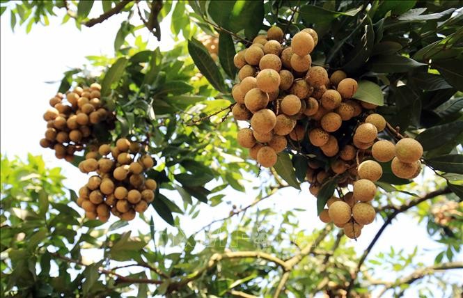 Farmers benefit from longan export - ảnh 2