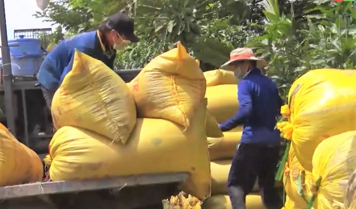 Farmers, enterprises in An Giang province connected for rice sales - ảnh 2