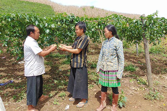 Life improved in Phieng Cai hamlet, Son La province - ảnh 1