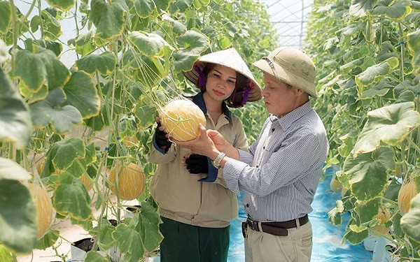 Hung Yen prioritizes agricultural restructuring - ảnh 1