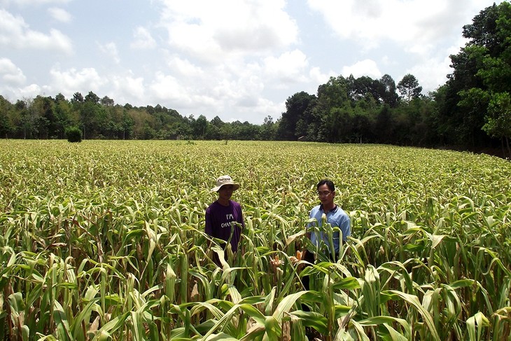 New-style rural building program makes Khmer ethnics’ life easier - ảnh 1